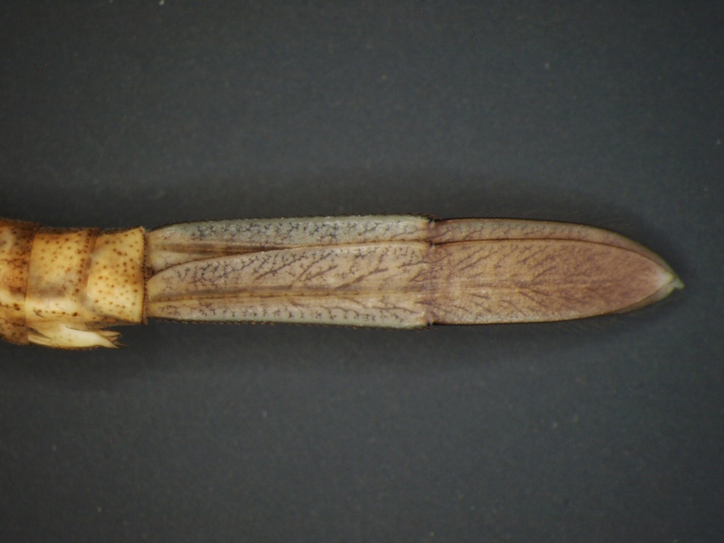 Coenagrion hastulatum